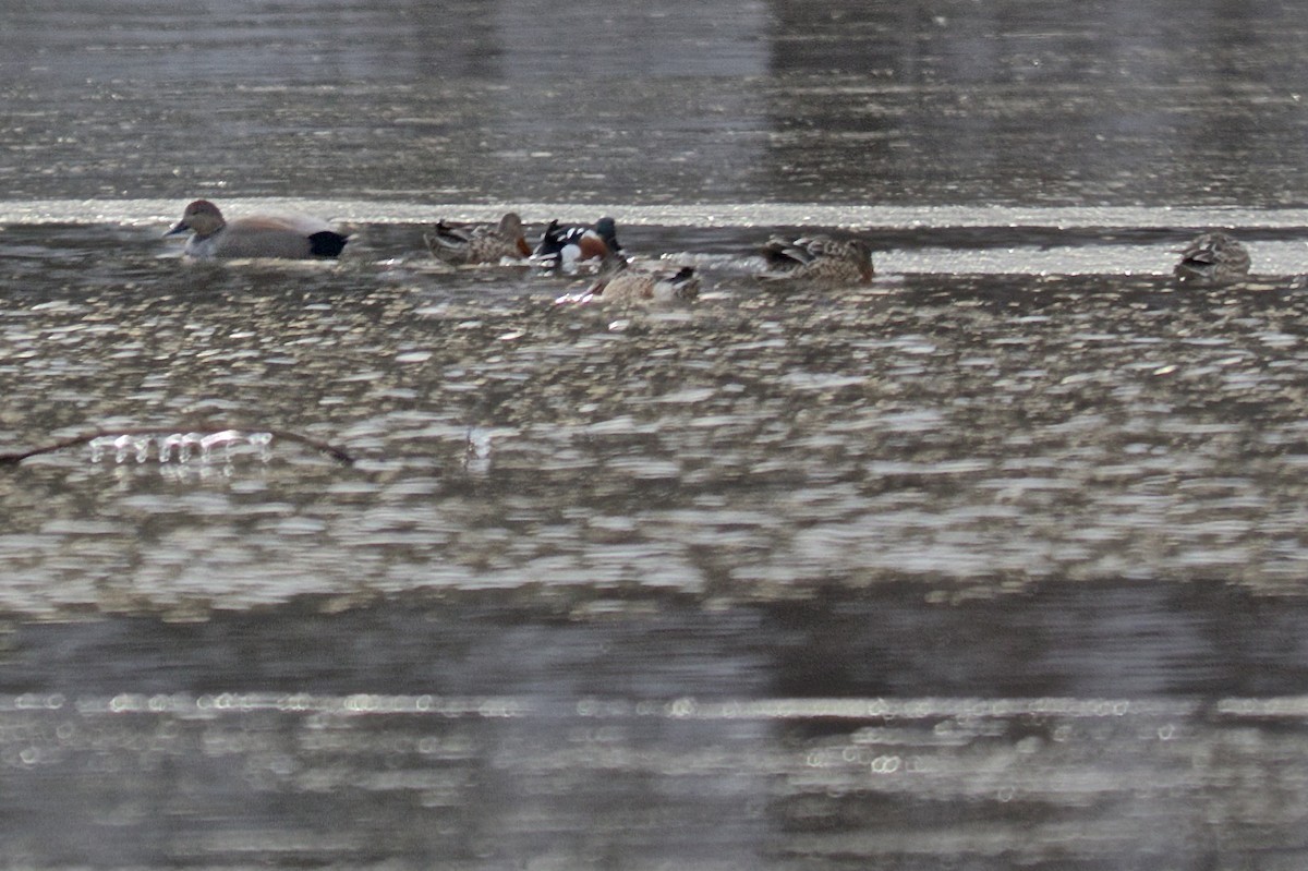 Northern Shoveler - ML44972671