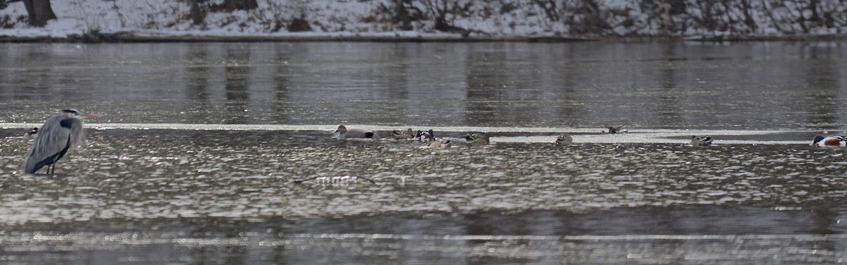 Northern Shoveler - ML44972681