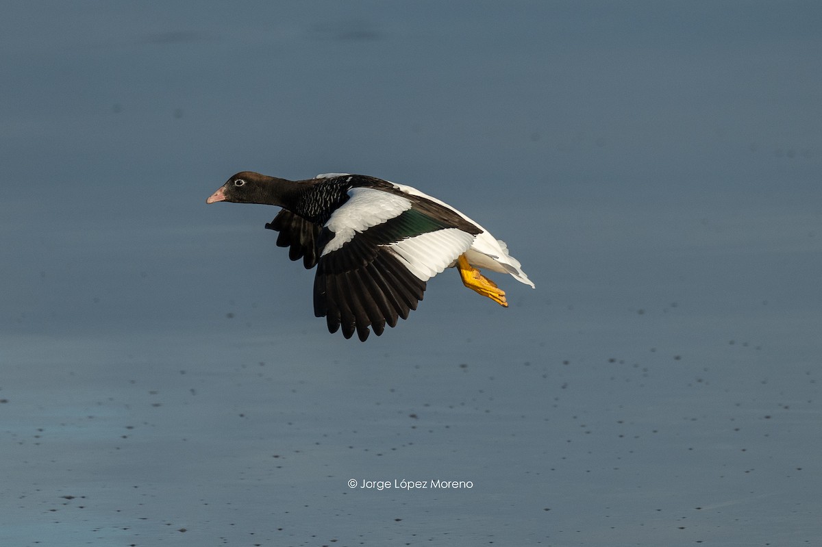 Kelp Goose - Jorge Lopez Moreno