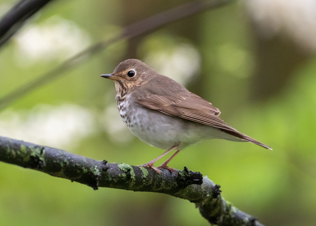 Swainson's Thrush - Rob Kanter