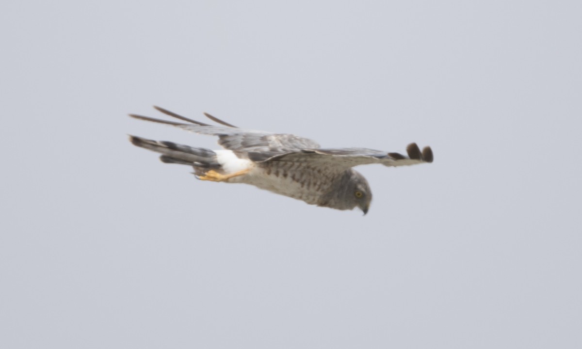 Northern Harrier - ML44973341