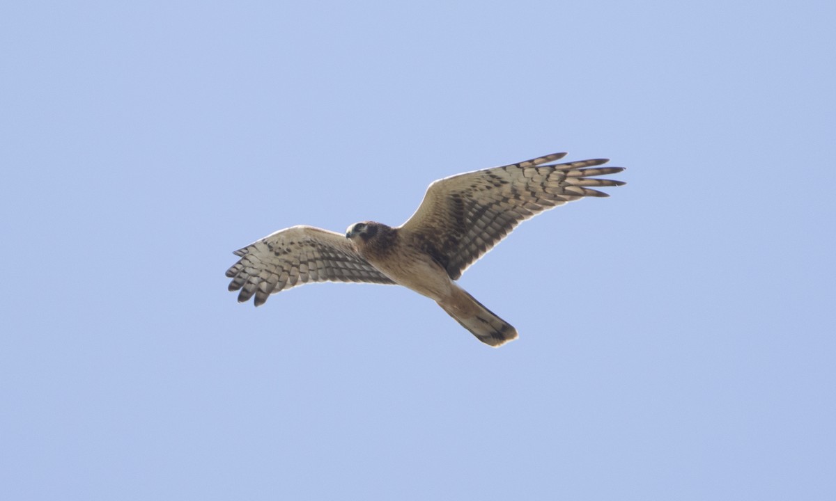 Northern Harrier - ML44973371