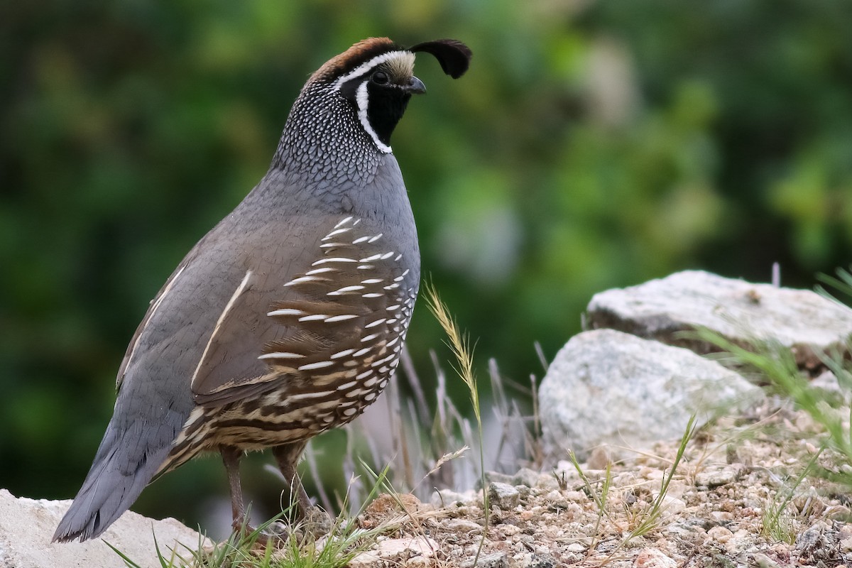 California Quail - ML449734831