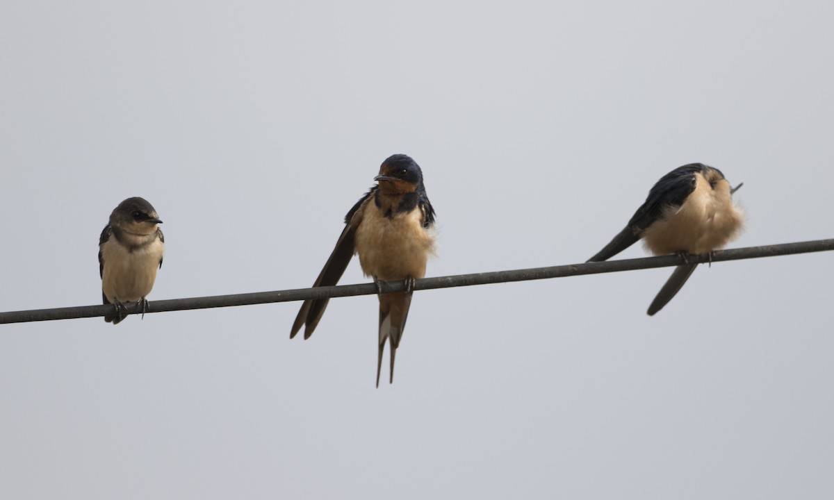 Barn Swallow - ML44973531