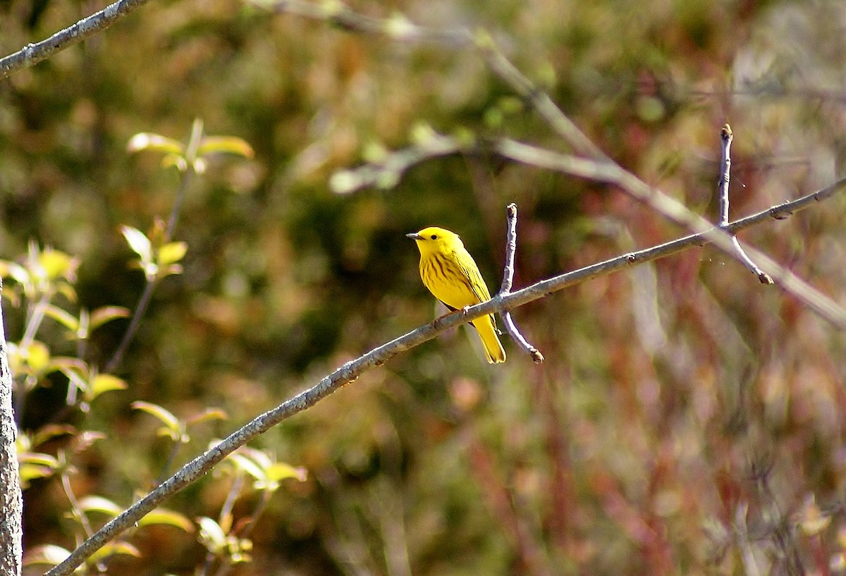 Yellow Warbler - ML449735661