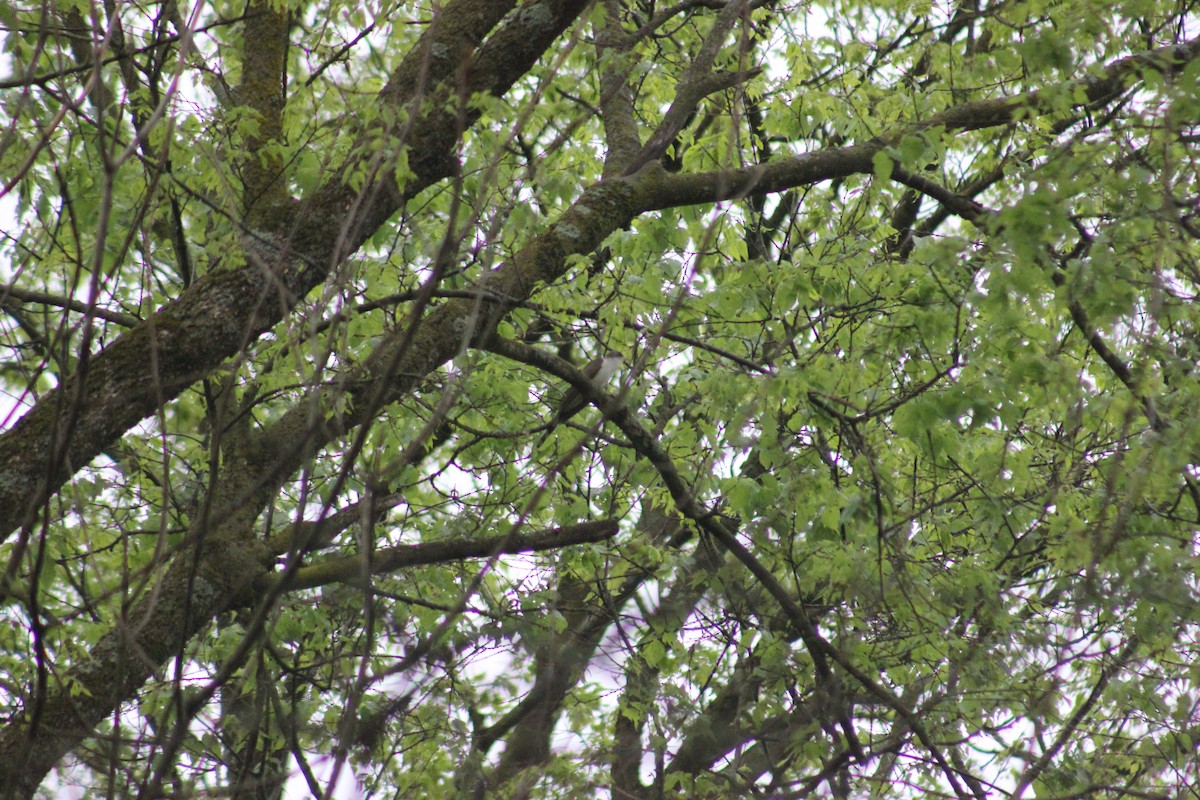 Yellow-billed Cuckoo - ML449735801