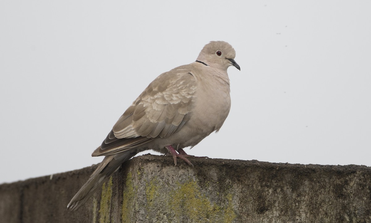 Eurasian Collared-Dove - ML44973581