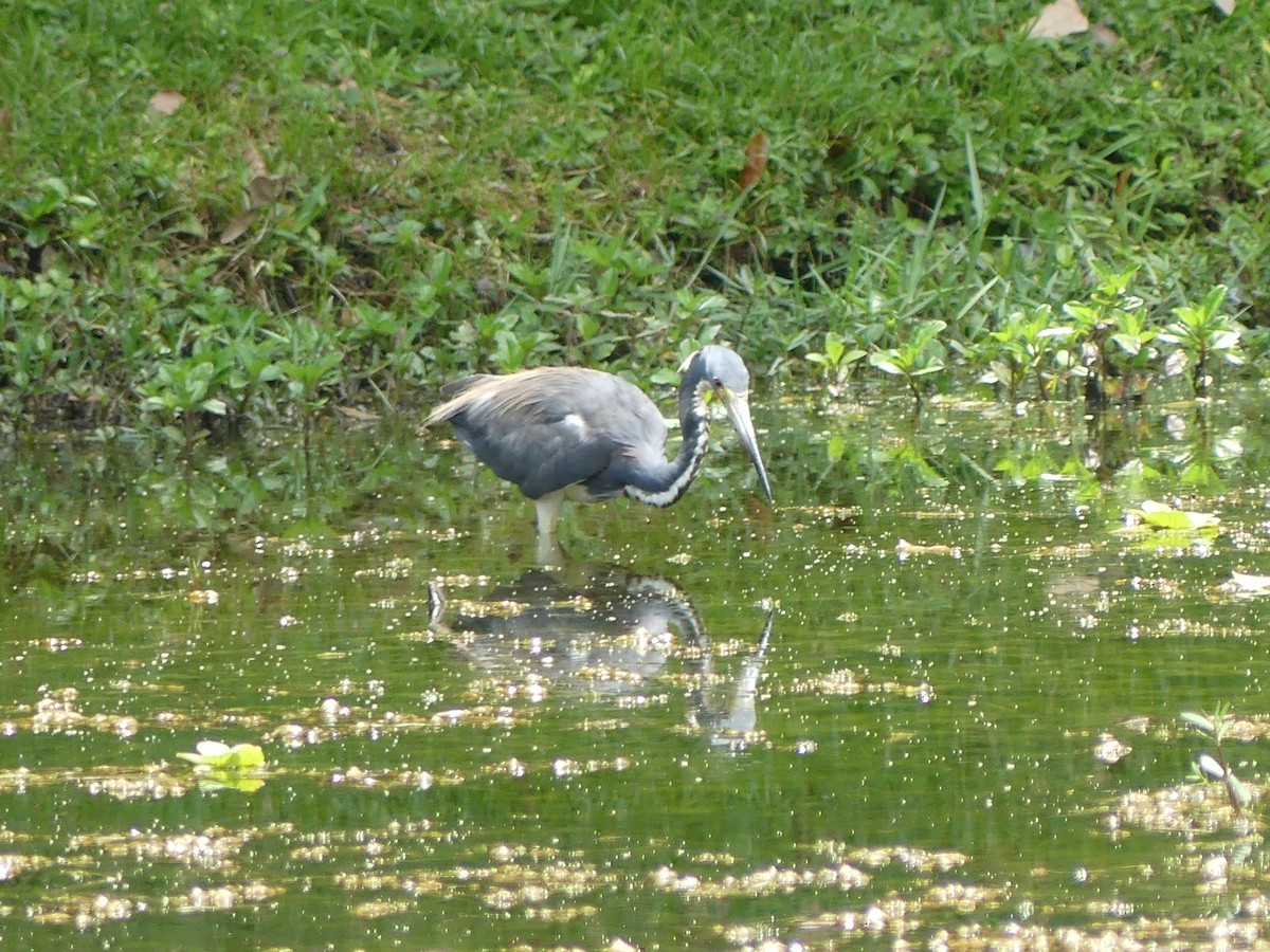 Tricolored Heron - Lawrence Yates