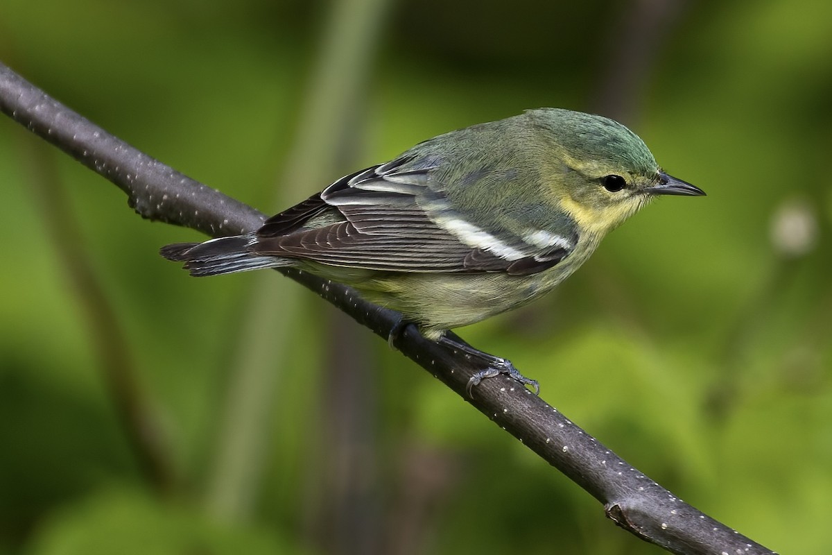 Cerulean Warbler - Matt Felperin