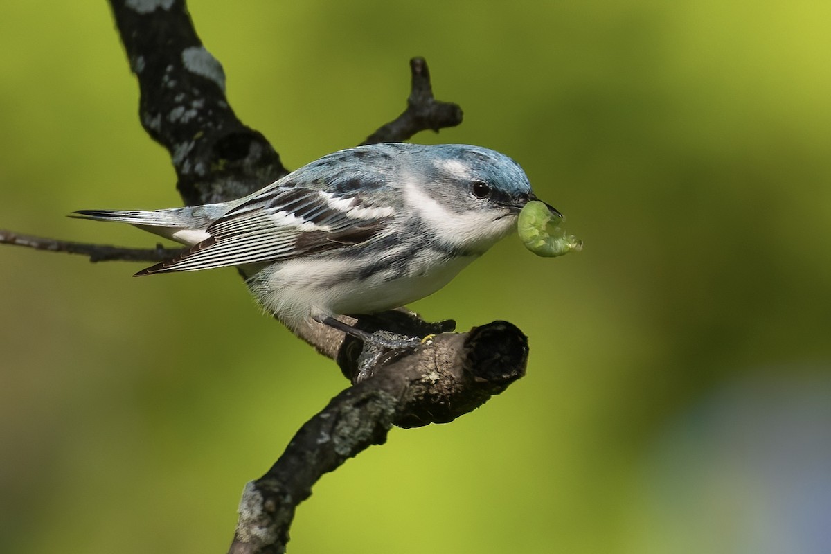 Cerulean Warbler - Matt Felperin