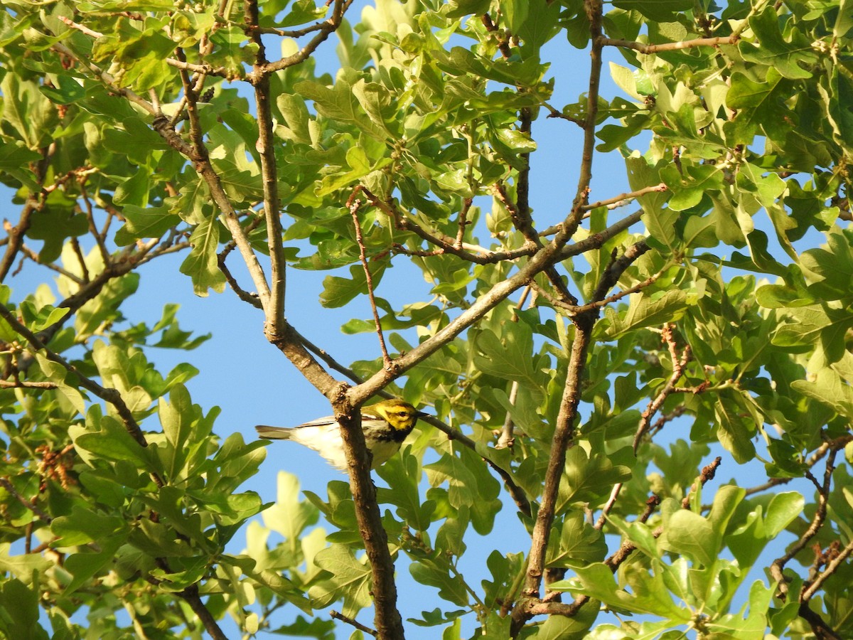 Black-throated Green Warbler - Brian Marra