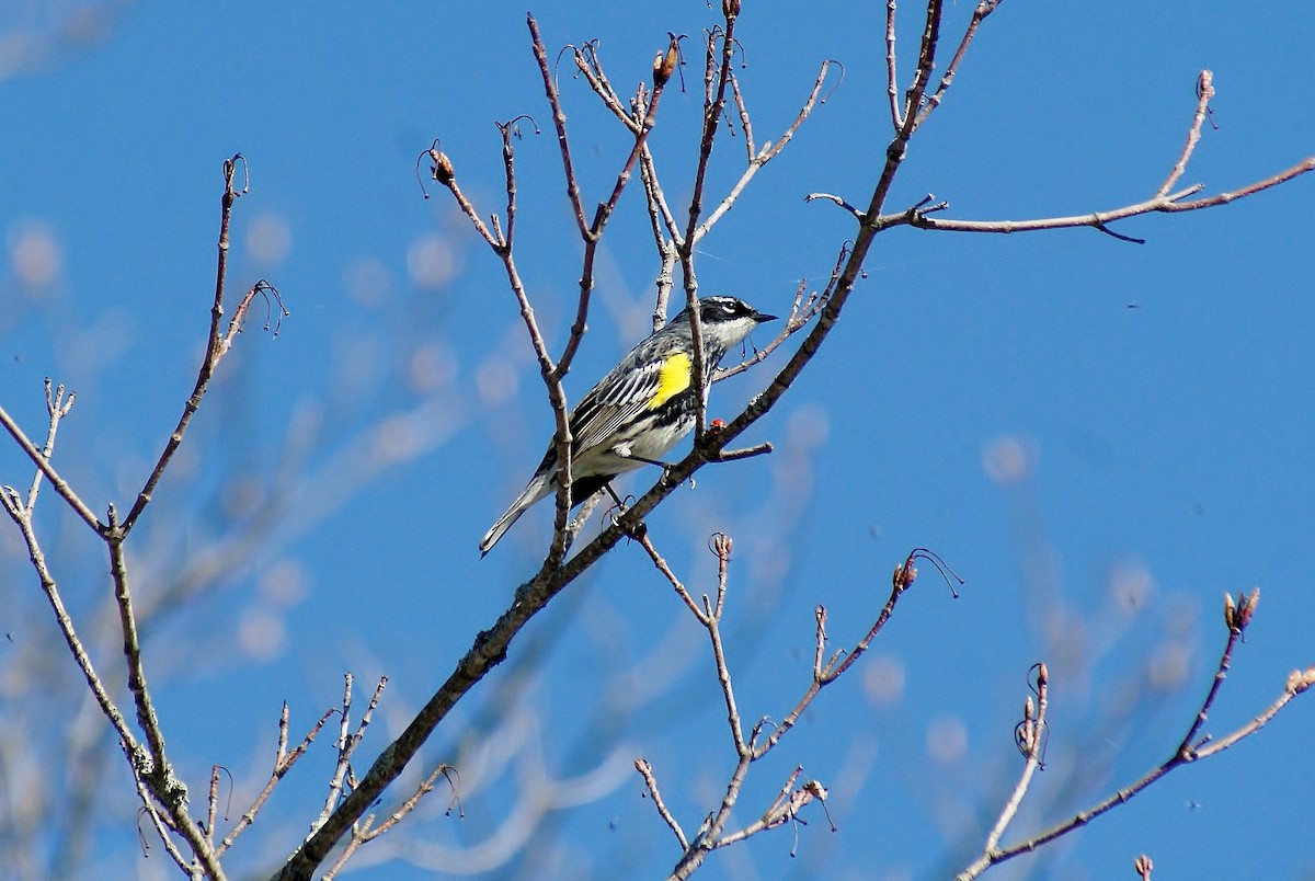 Yellow-rumped Warbler - ML449736971