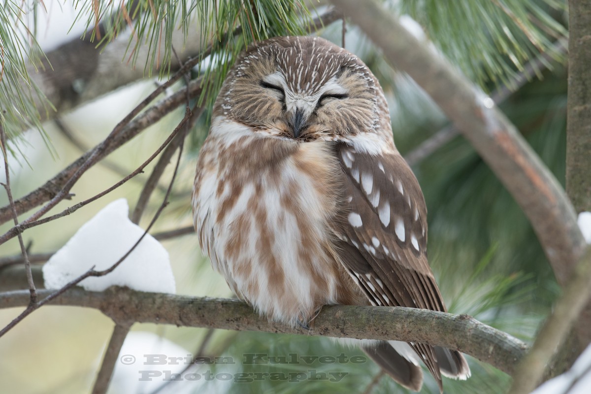 Northern Saw-whet Owl - ML44973771