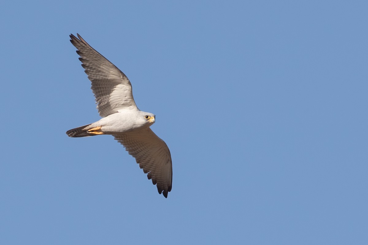 Gray Falcon - Adrian Boyle