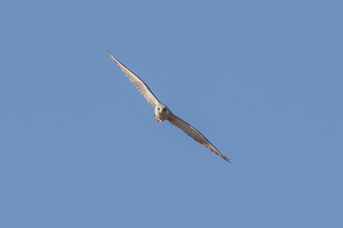 Gray Falcon - ML449738011