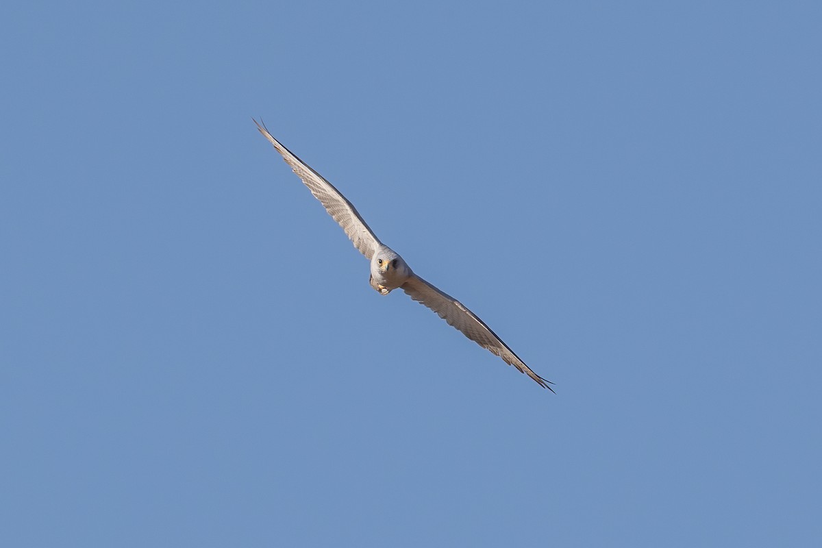 Gray Falcon - Adrian Boyle