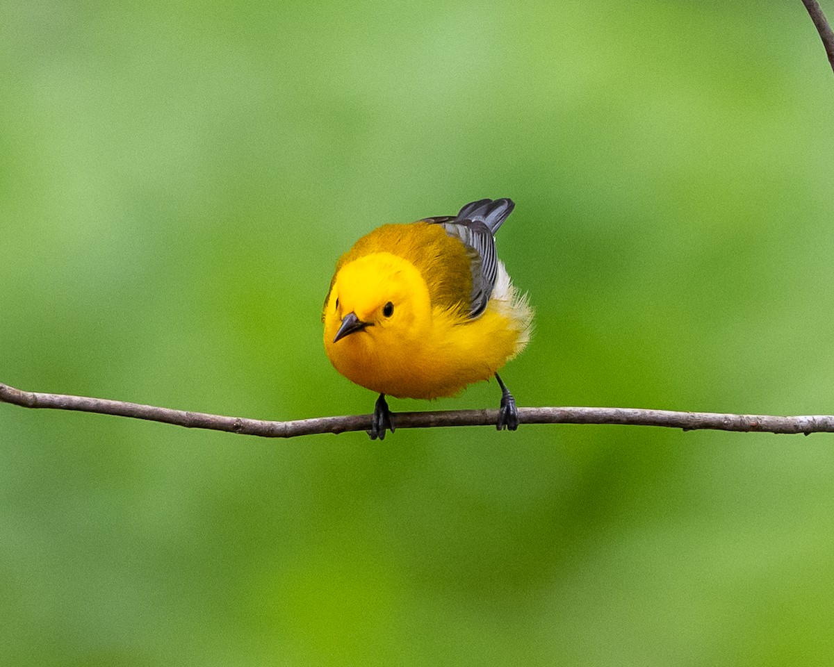Prothonotary Warbler - ML449738671