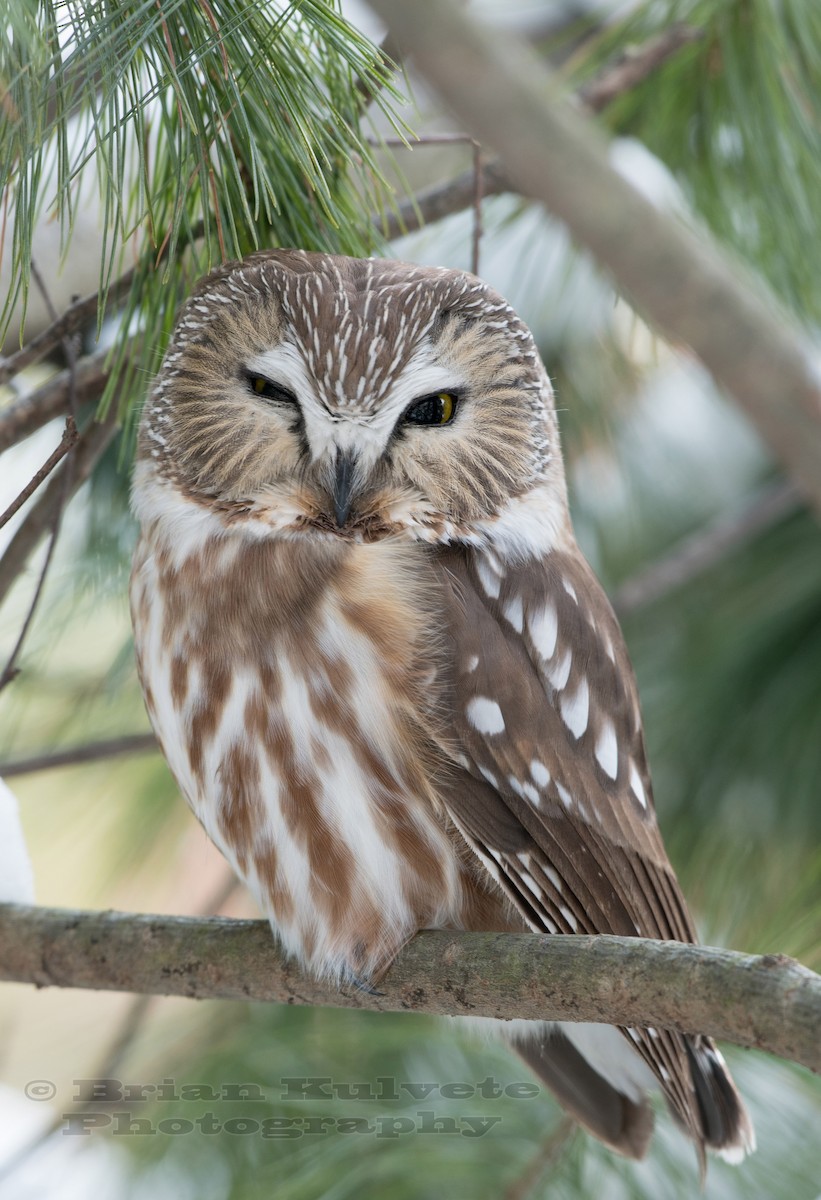 Northern Saw-whet Owl - ML44973881