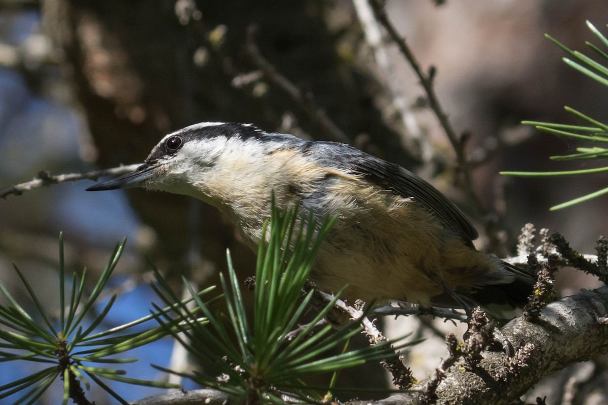 Red-breasted Nuthatch - ML449739341