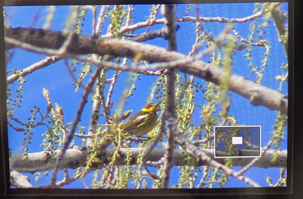Cape May Warbler - ML449740481