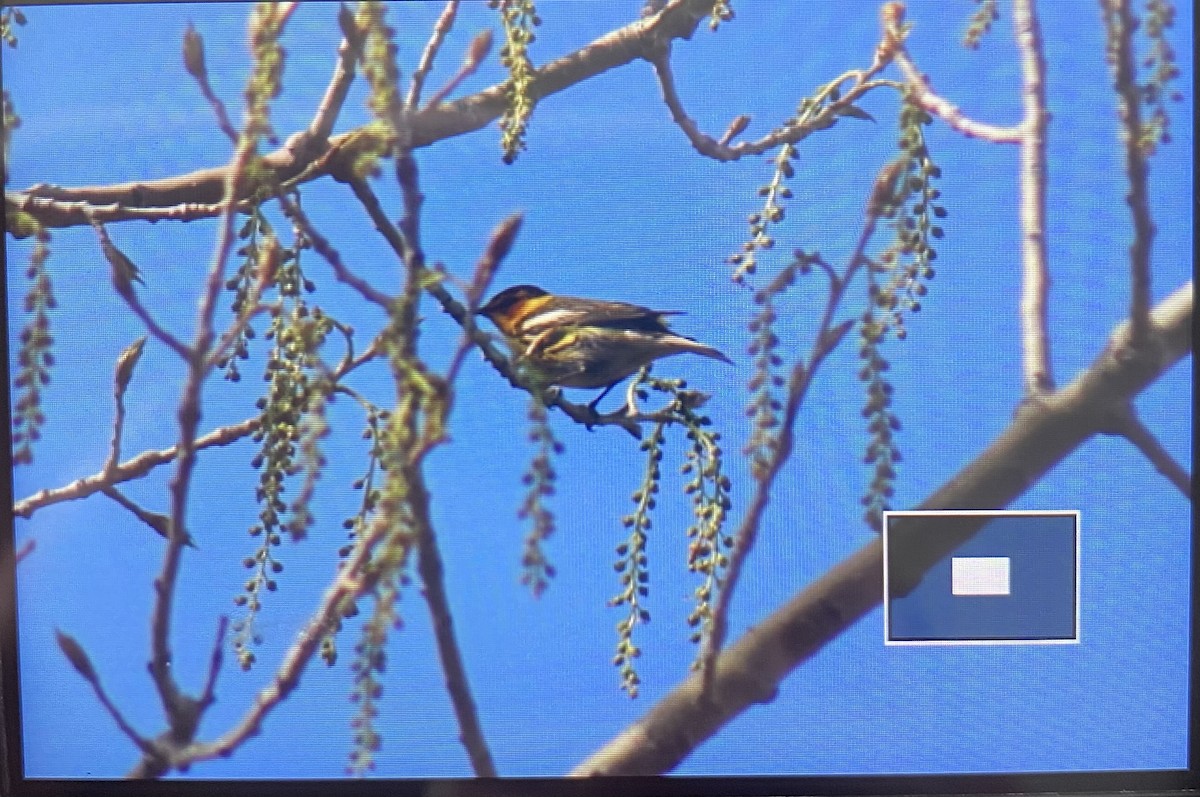 Cape May Warbler - ML449740491