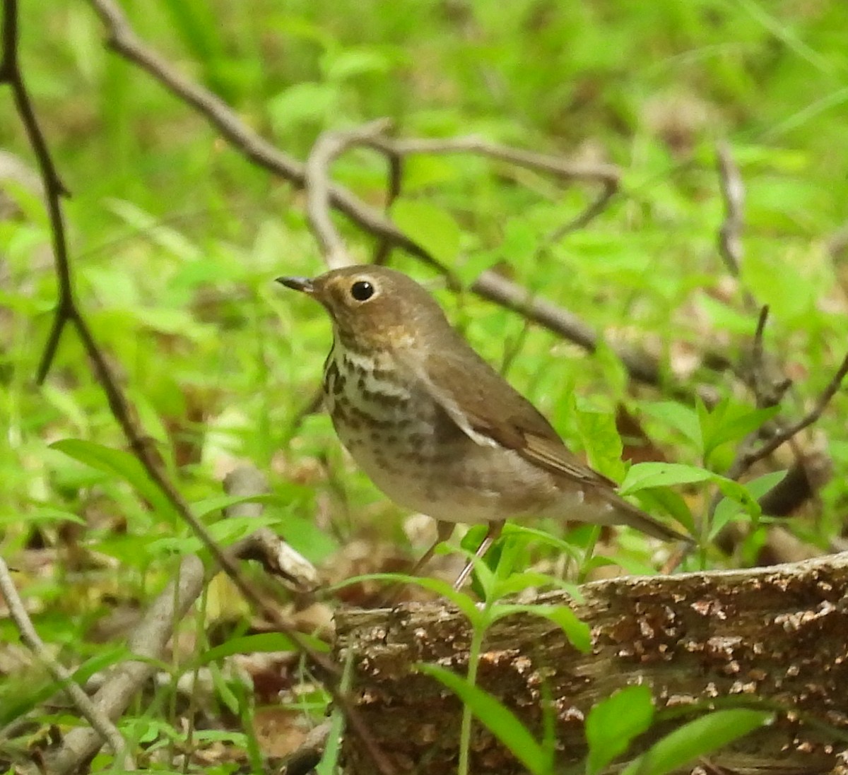 Swainson's Thrush - ML449740591