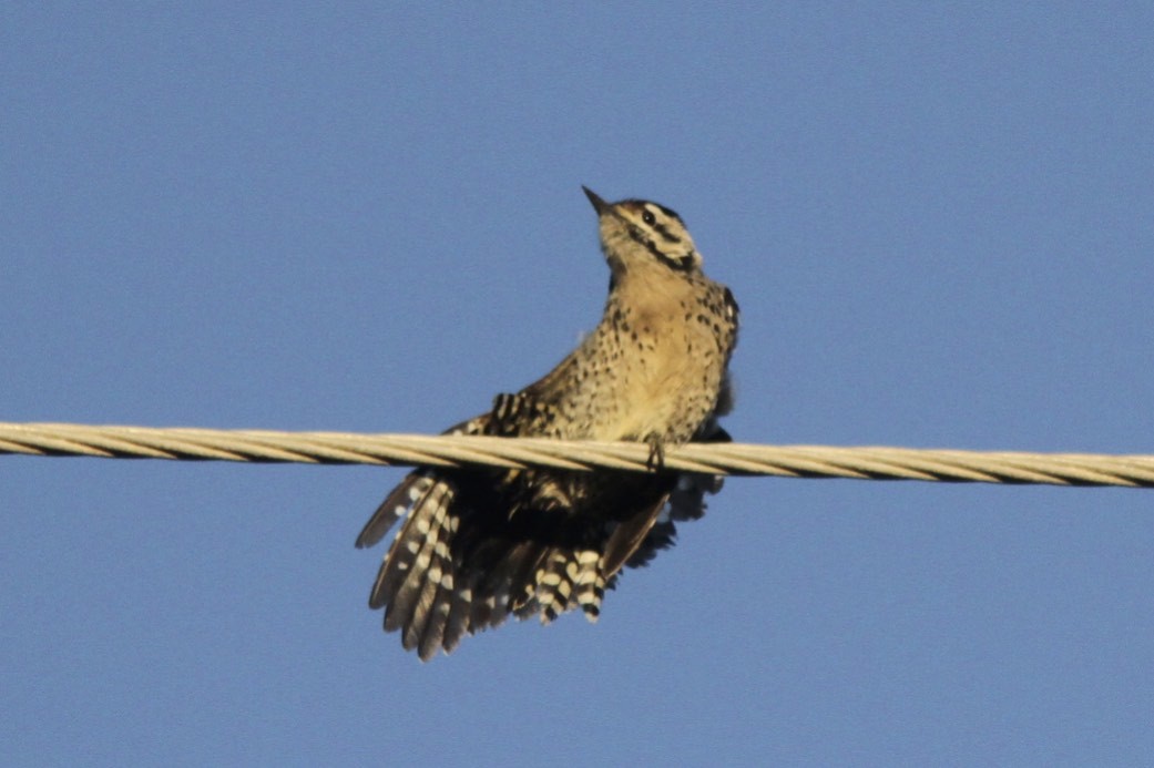 Ladder-backed Woodpecker - Knut Hansen