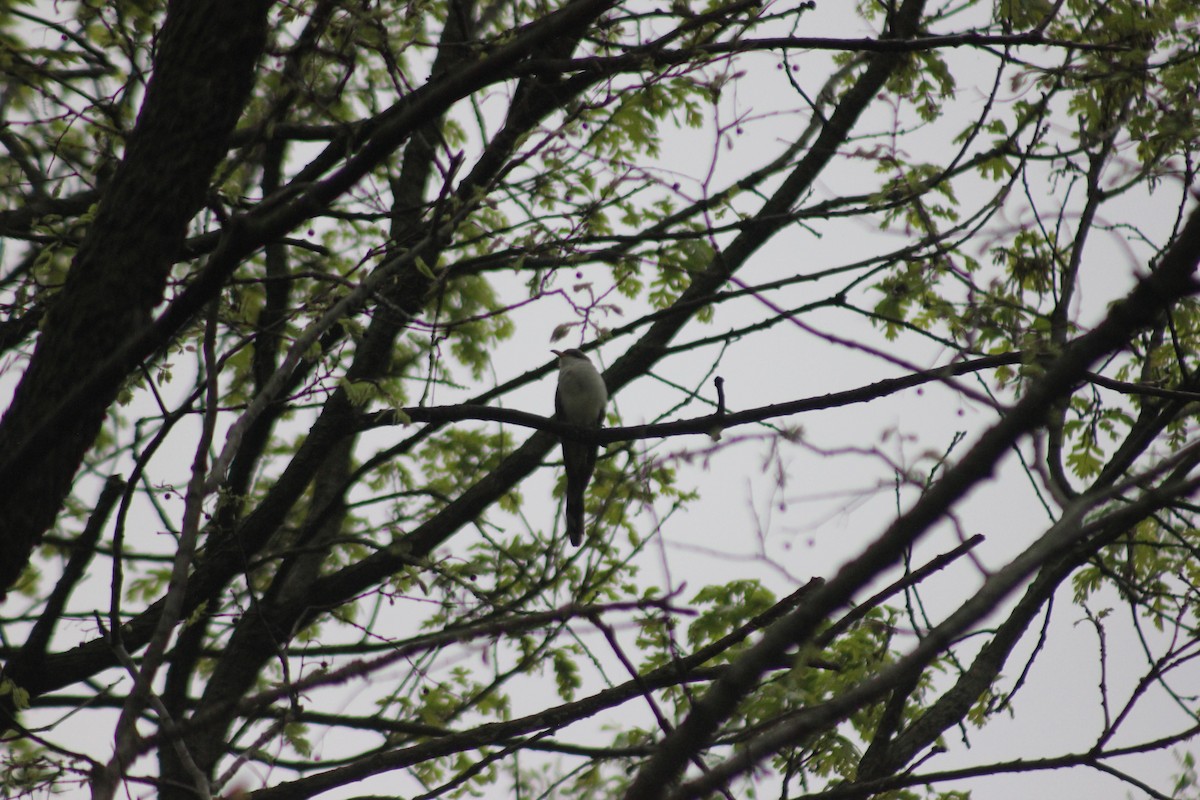 Yellow-billed Cuckoo - ML449741111