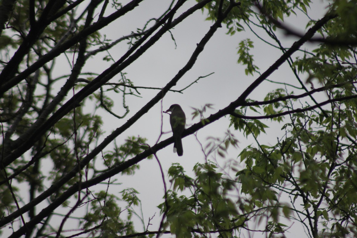 Yellow-billed Cuckoo - Bill Blackburn