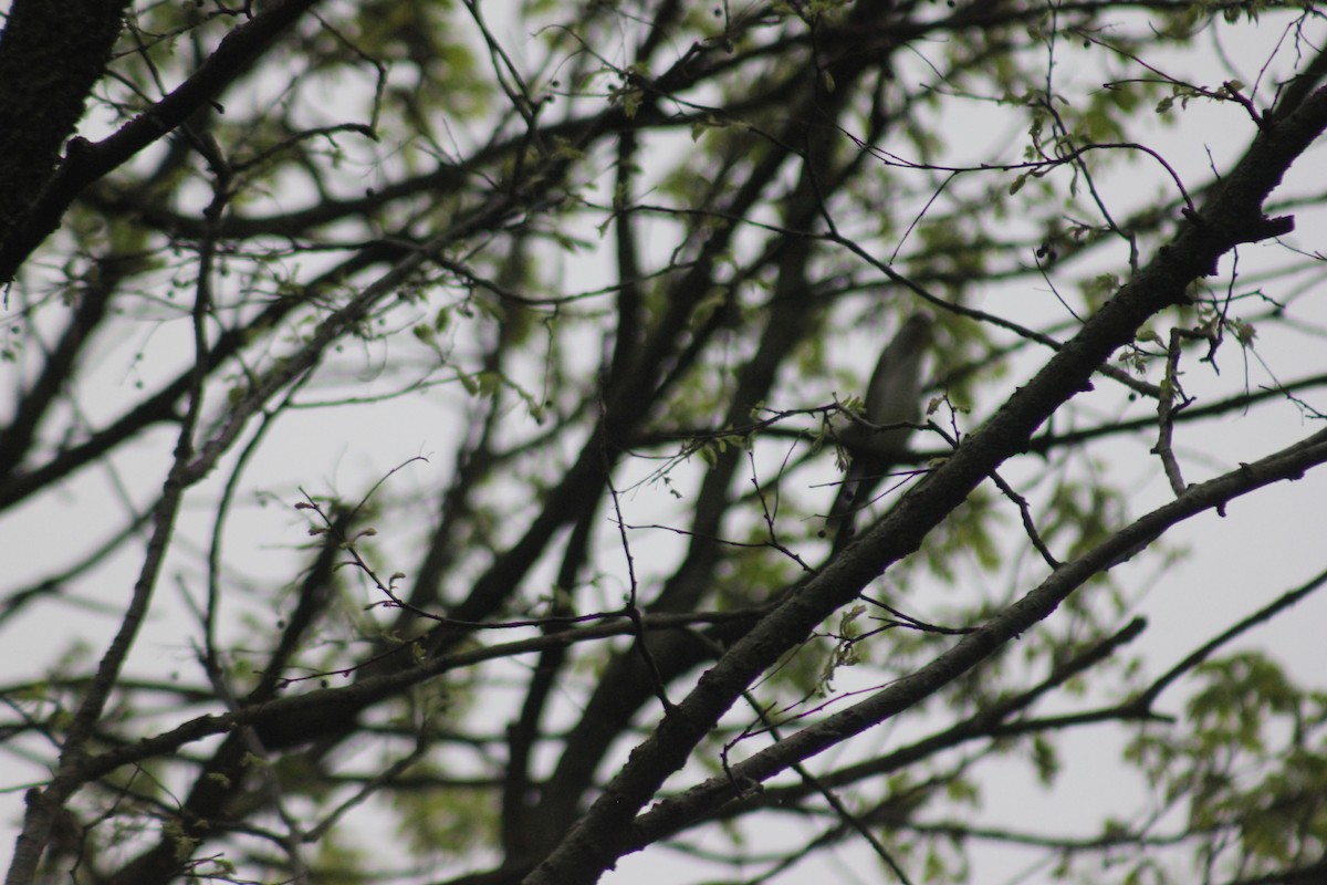 Yellow-billed Cuckoo - ML449741521