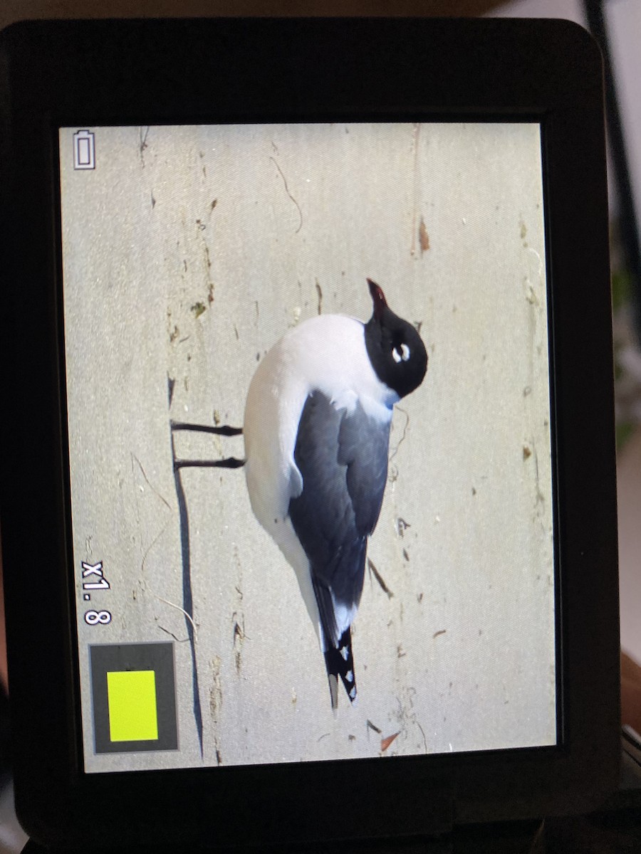 Franklin's Gull - ML449741861