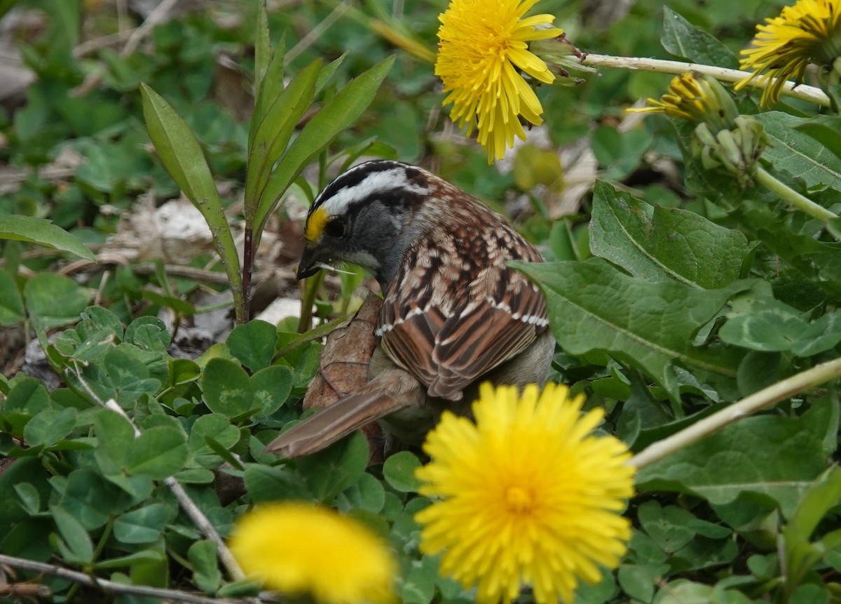 White-throated Sparrow - Nathan Hall