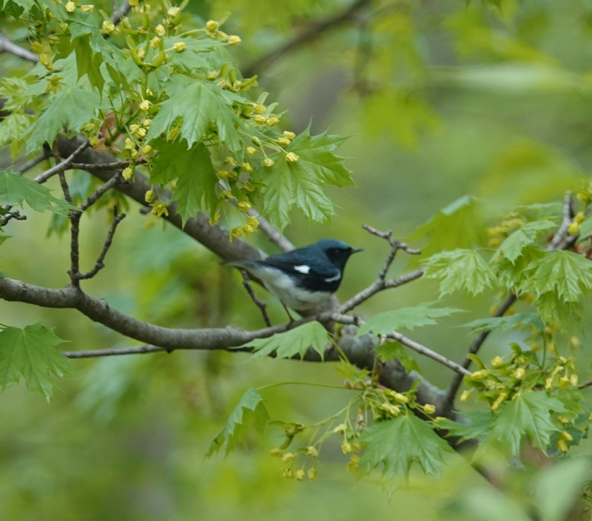 Black-throated Blue Warbler - ML449742681