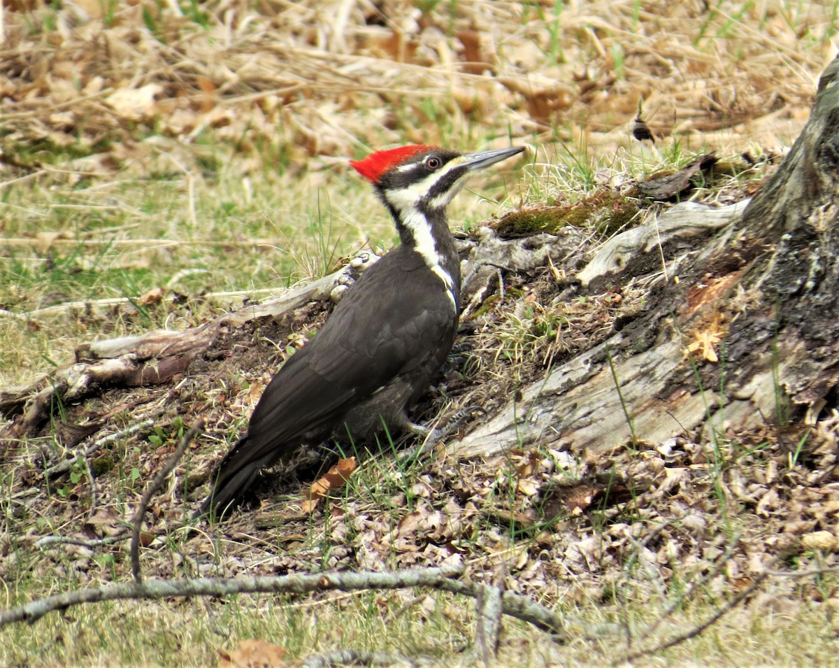 Pileated Woodpecker - pamela hoyland