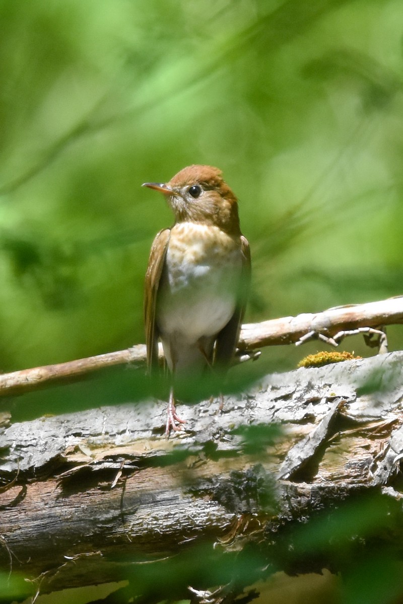 Veery - Ted Kavanagh