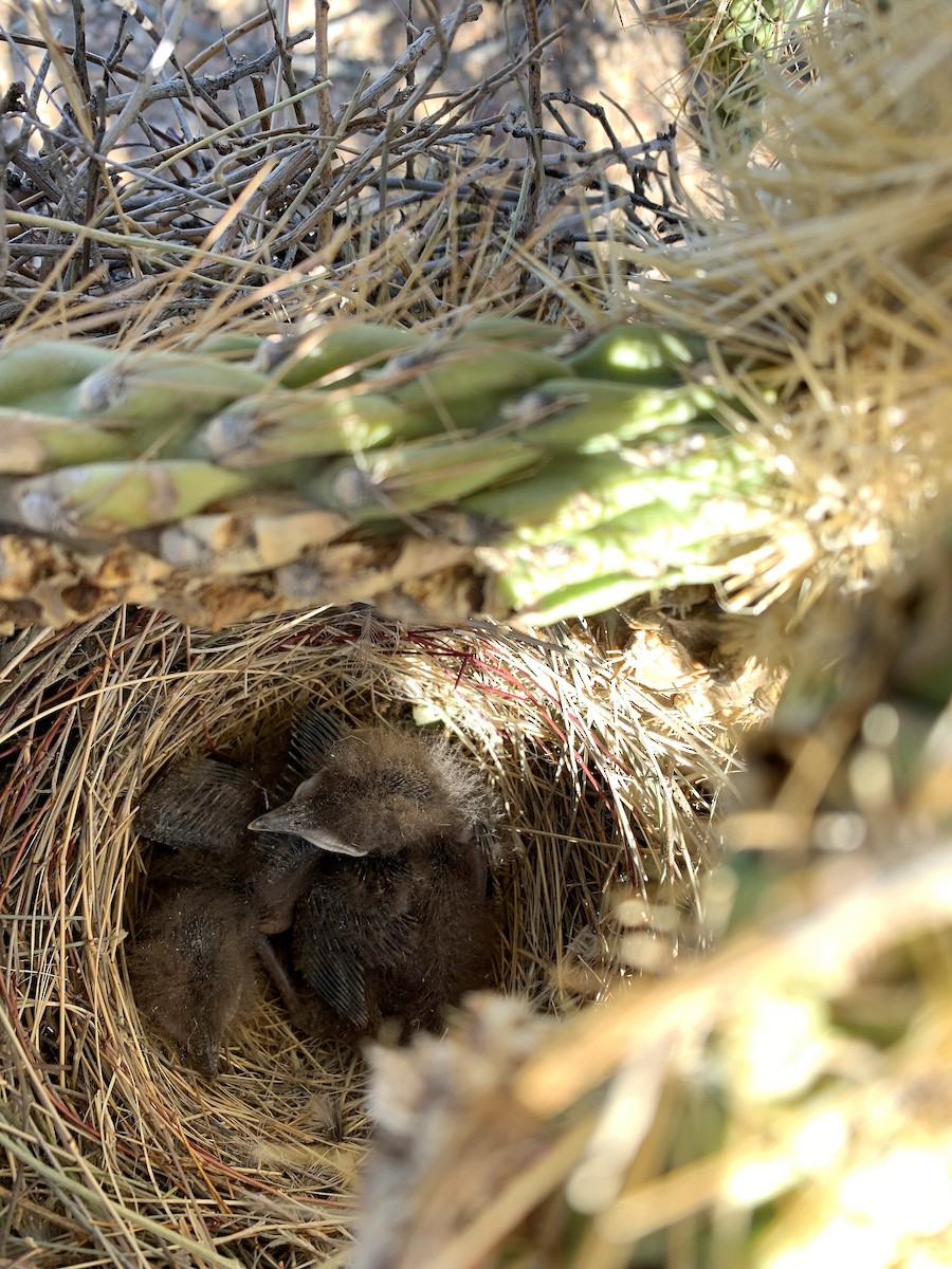 Cuitlacoche Piquicurvo - ML449745921