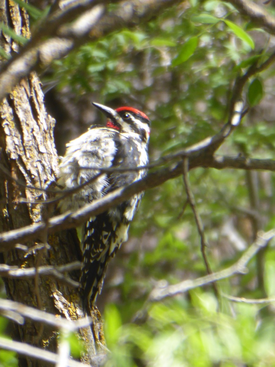 Red-naped Sapsucker - ML449748281
