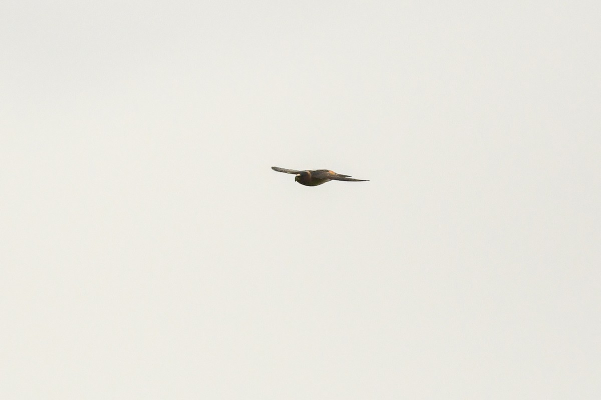 Cliff Swallow - ML449749251
