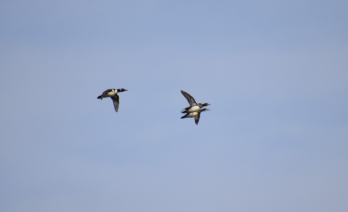 Hooded Merganser - ML449750701