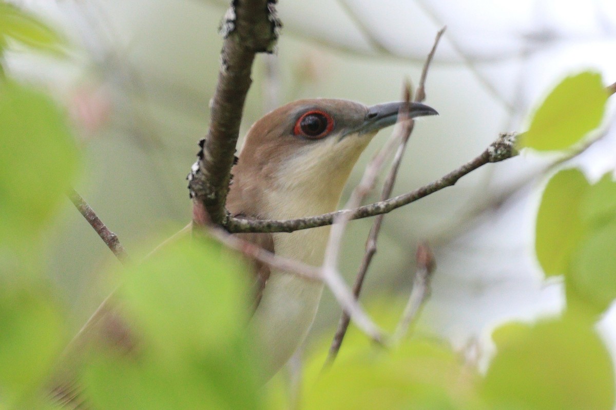 Black-billed Cuckoo - ML449750811