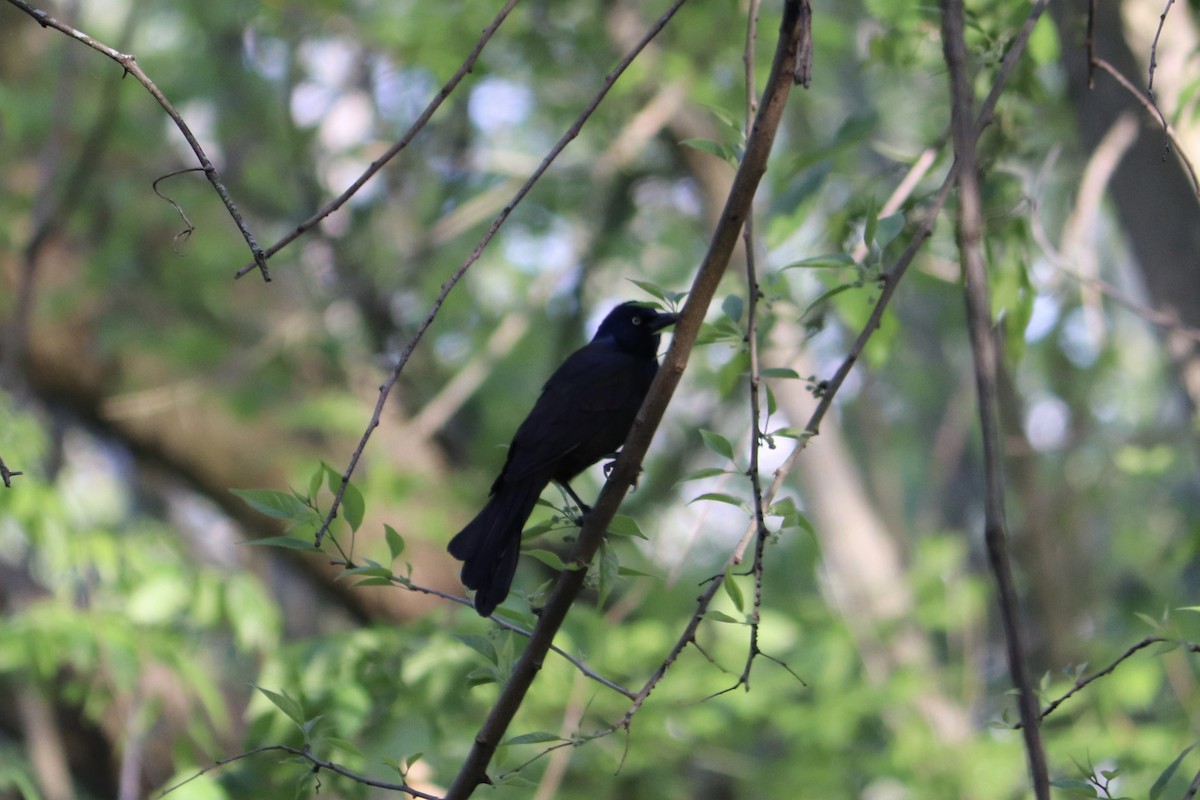 Common Grackle - ML449751241