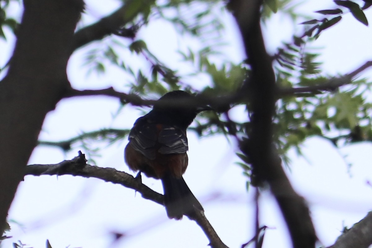 Orchard Oriole - ML449751321