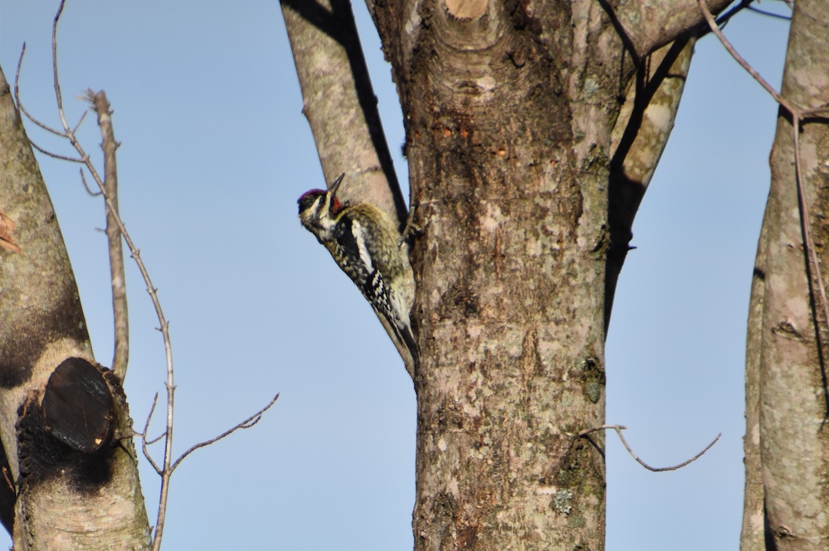 Yellow-bellied Sapsucker - ML449752751