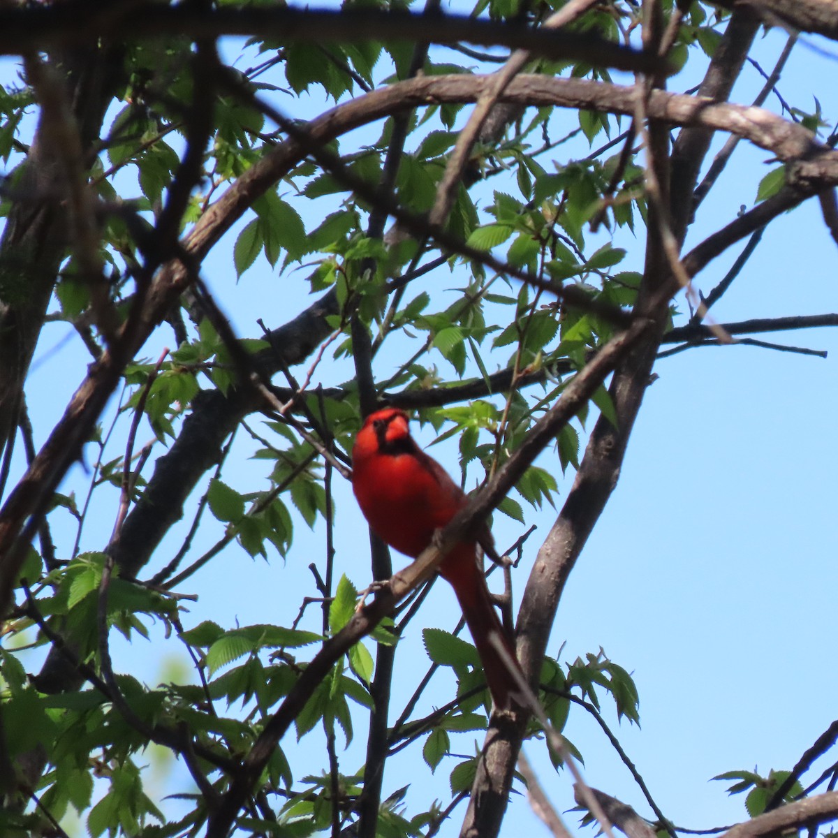 Northern Cardinal - Pamela S