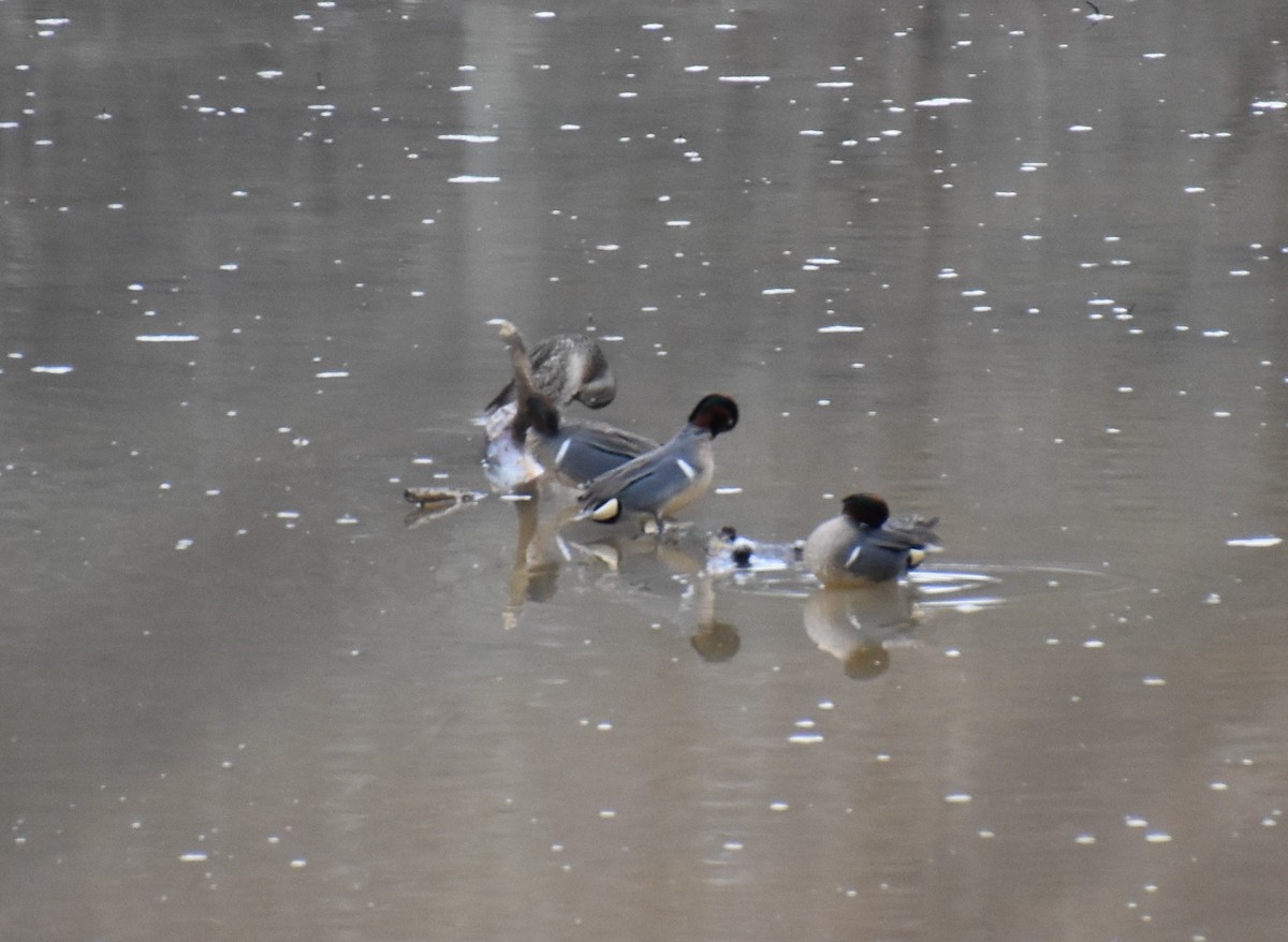 Green-winged Teal - ML449754921