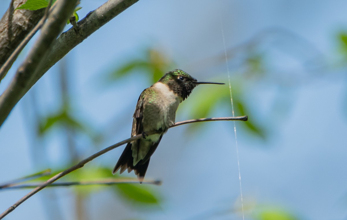 Ruby-throated Hummingbird - ML449755161