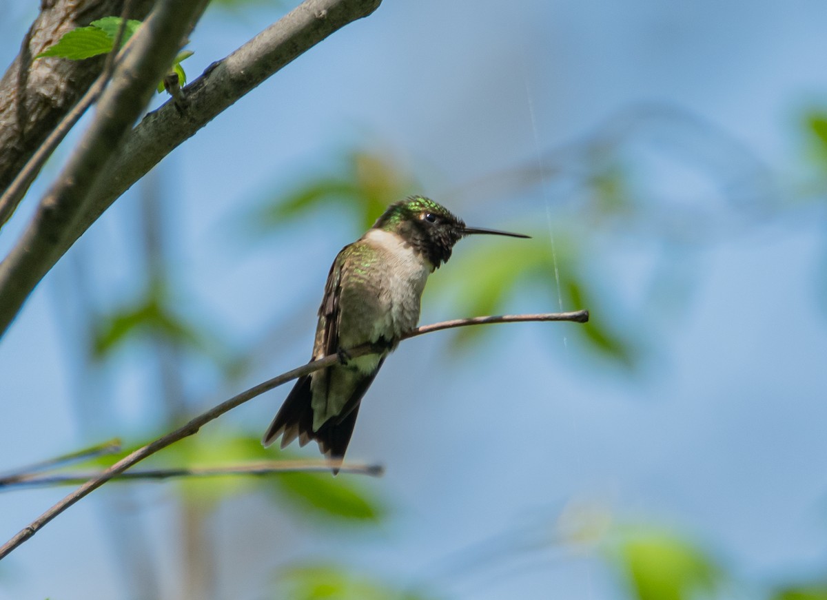 Ruby-throated Hummingbird - ML449755181