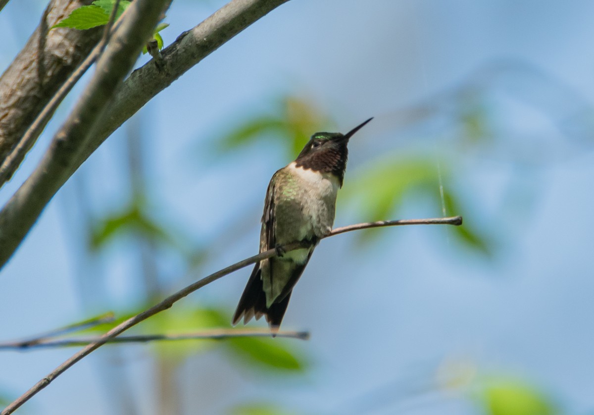 Ruby-throated Hummingbird - ML449755191