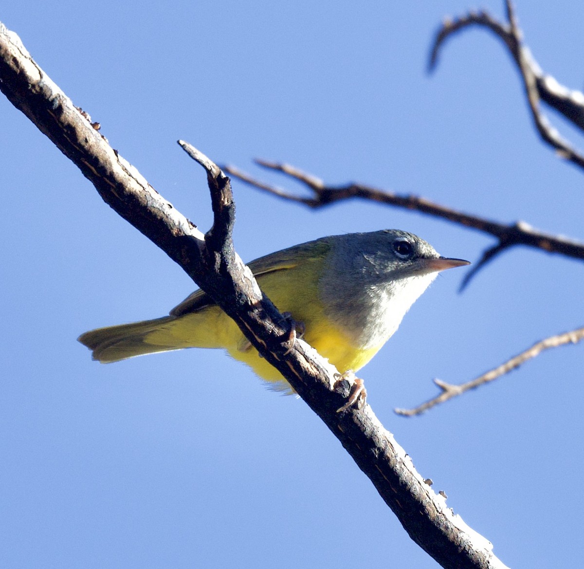 MacGillivray's Warbler - ML449755561