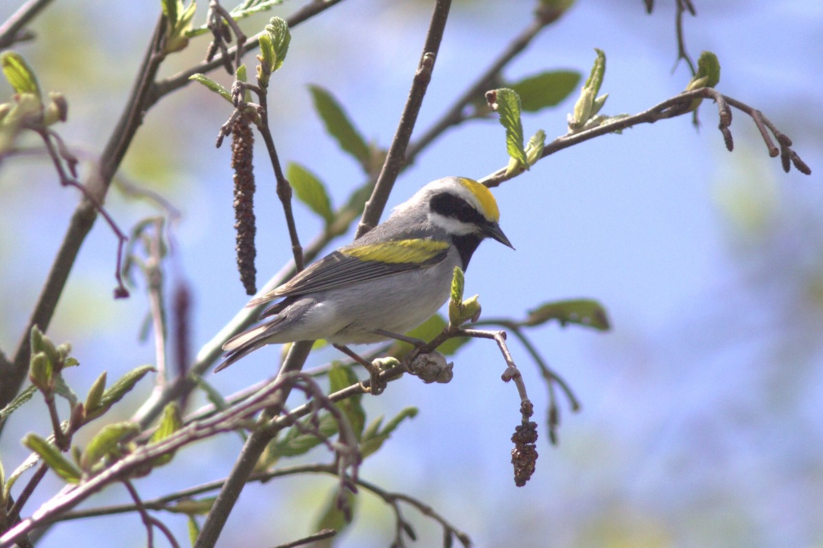 Golden-winged Warbler - Mary Powers